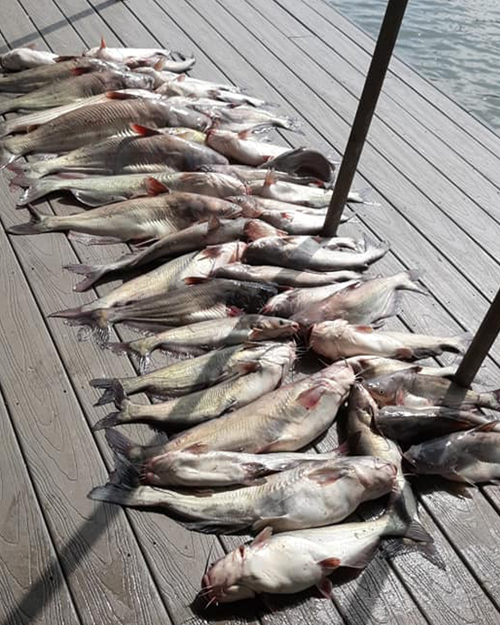 Lake Tawakoni Catfish Report-Eater Blues