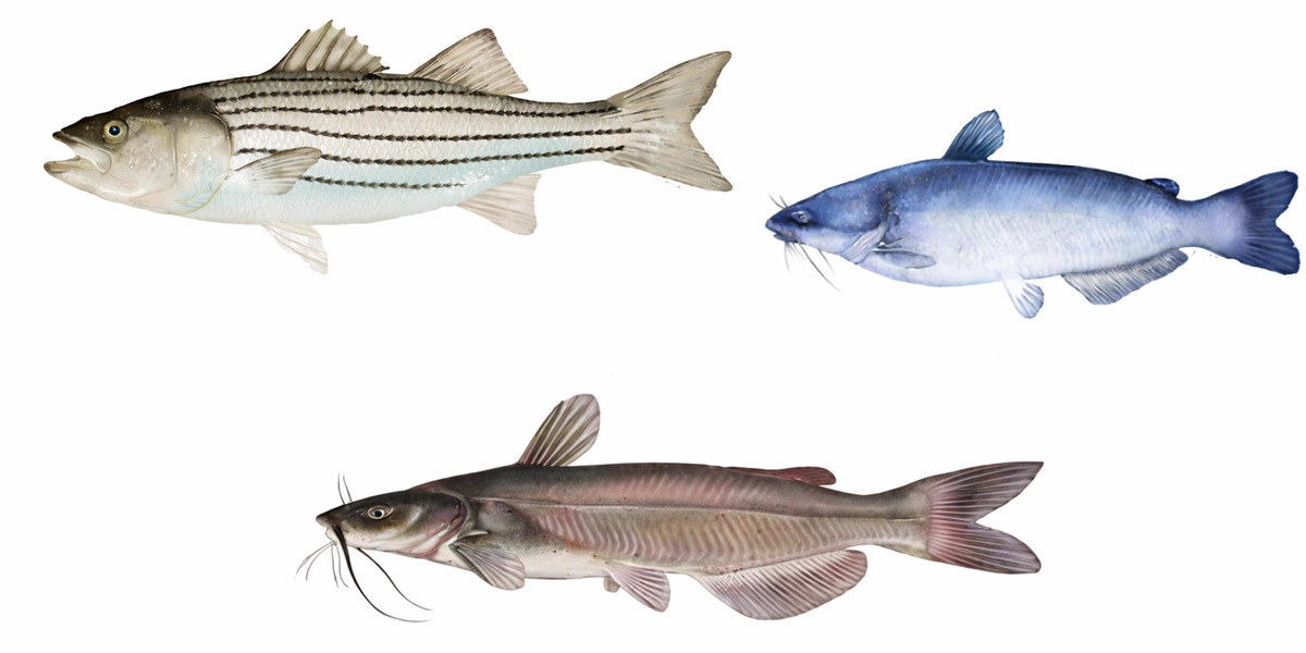 Lake Tawakoni Fishing Guide-Tony Pennebaker