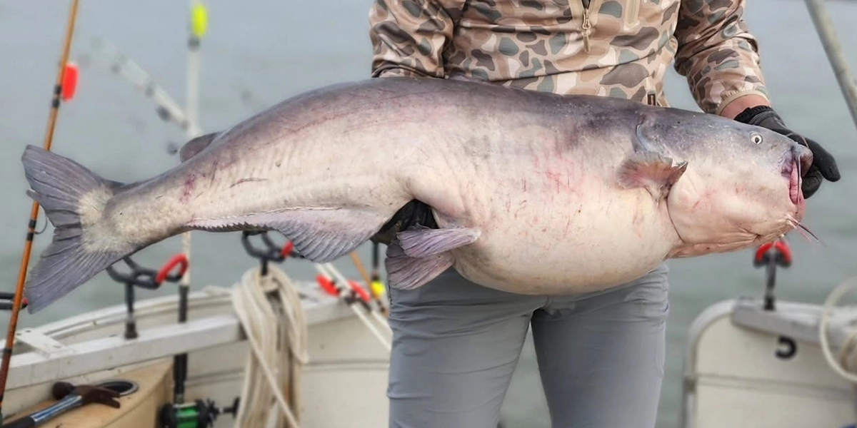 Trophy blue catfish caught on Lake Tawakoni by fishing guide