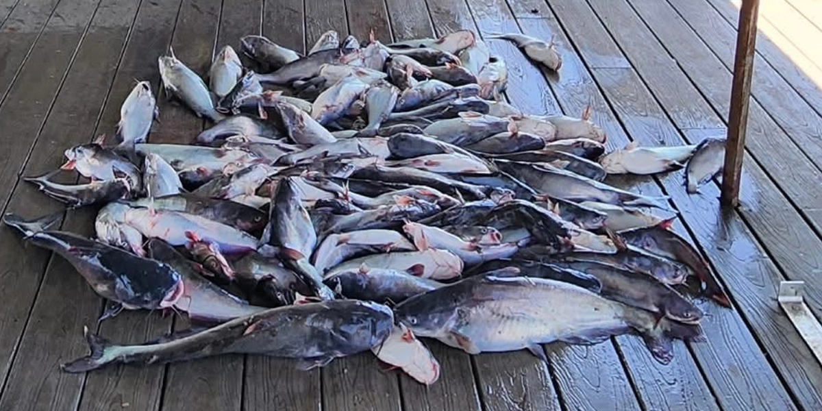 Eater Catfish Trips on Lake Tawakoni