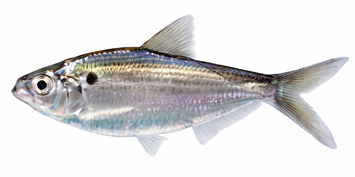 Lake Tawakoni Fishing Guide-Tony Pennebaker